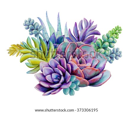 watercolor succulent plants composition, floral bouquet illustration, isolated on white background