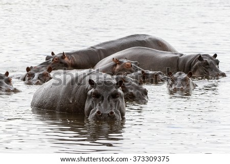 Many Hippopotamus, in the Moremi Game Reserve (Okavango River Delta), National Park, Botswana
