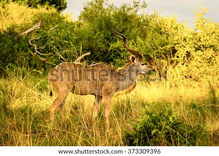 Antelope Kudu in the Moremi Game Reserve (Okavango River Delta), National Park, Botswana