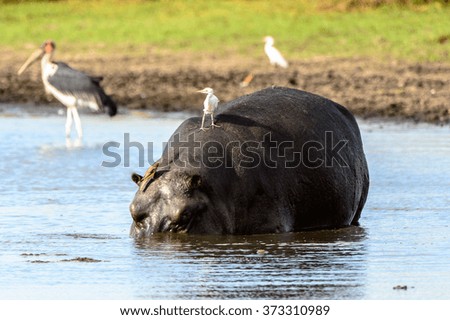 Hippopotamus in the lake with birds on his back, in the Moremi Game Reserve (Okavango River Delta), National Park, Botswana