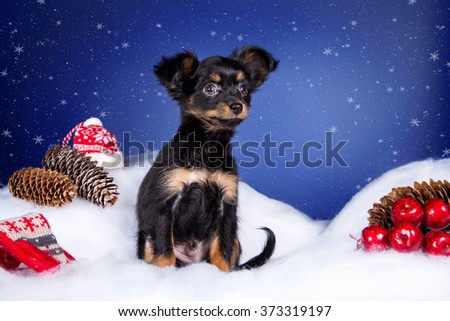 cute black puppy of the terrier in Christmas decorations lying on snow and blue background