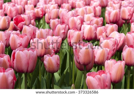 red spring tulips flower in Keukenhof garden, Netherlands