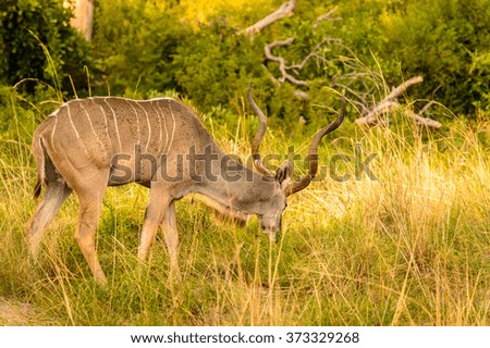 Antelope Kudu in the Moremi Game Reserve (Okavango River Delta), National Park, Botswana