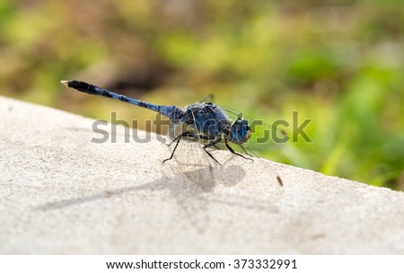 blue dragonfly close up
