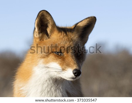 Red Fox Close Up on a Sunny Day