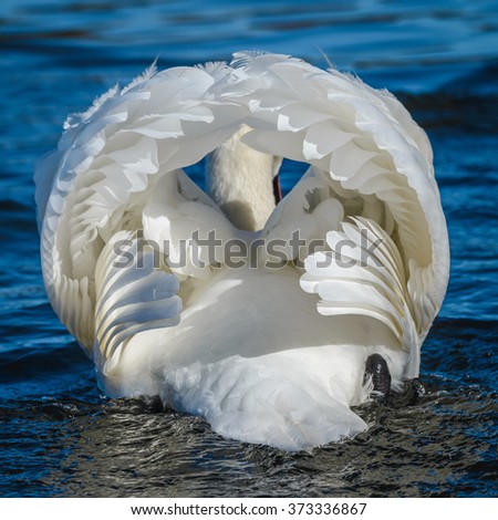 White mute swan from back side. Cygnus olor An adult in threat posture on a tranquil water