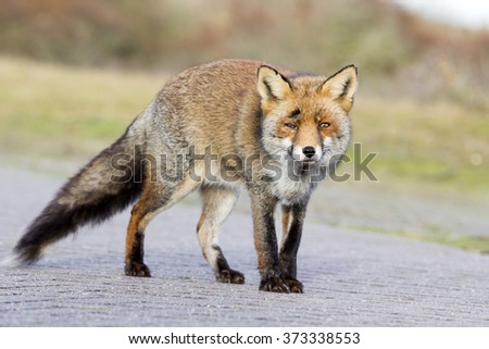 Old Red Fox Vixen Standing on the Walkway