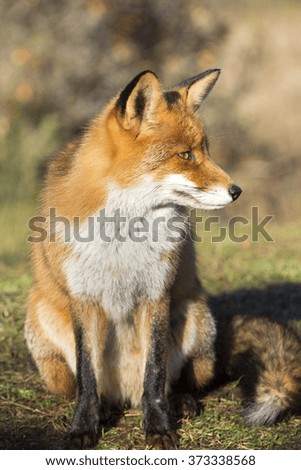 Red Fox Sitting on the Grass on a Sunny Day