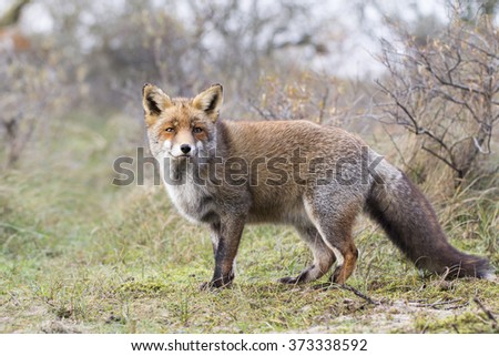 Red Fox Standing on the Grass in a Nature Background