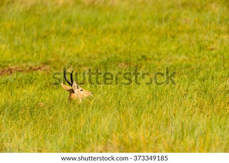 Antelope hides in the grass in the Moremi Game Reserve (Okavango River Delta), National Park, Botswana