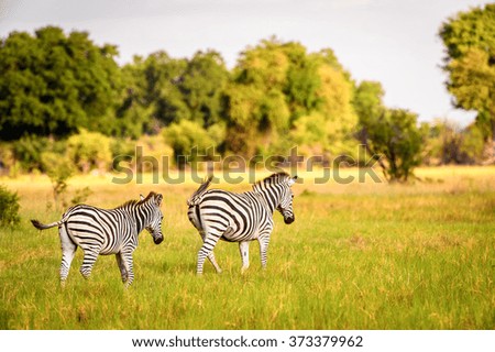 Zebra walks on the grass in the Moremi Game Reserve (Okavango River Delta), National Park, Botswana