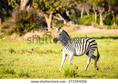 Zebra in the Moremi Game Reserve (Okavango River Delta), National Park, Botswana