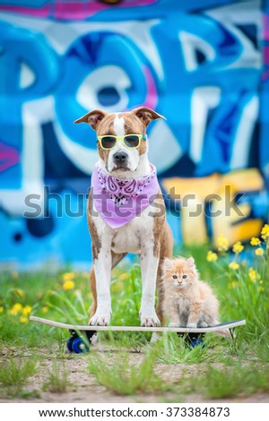 Funny dog with little kitten standing on the skateboard on the background of graffiti