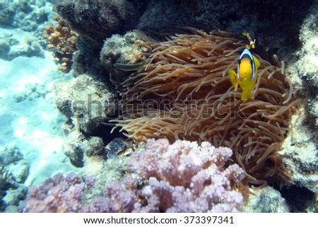 Underwater Coral Reef and Tropical clownfish in Ocean