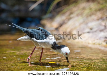 A Bird Searching for Food