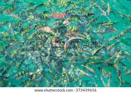 Tropical fish in the Andaman Sea coast of Thailand
