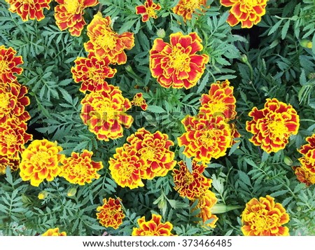 Orange marigolds in the flowerbed. Flowers and gardens
