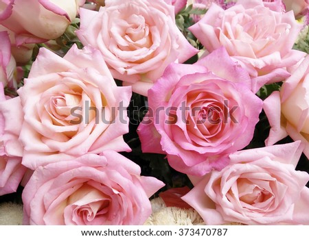 Pink roses for valentine day.