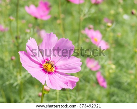 Pink Cosmos flower and honeybee, bee with blur background (Bright Soften Style)