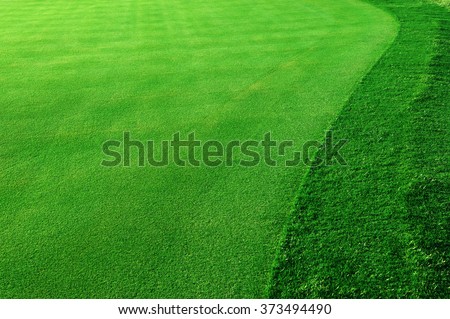 green grass background in golf course