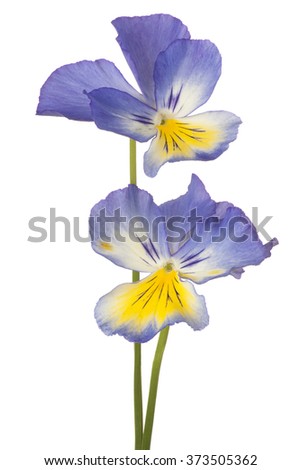 Studio Shot of Blue Colored Pansy Flowers Isolated on White Background. Large Depth of Field (DOF). Macro.