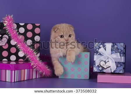 Kitten isolated on purple background with presents