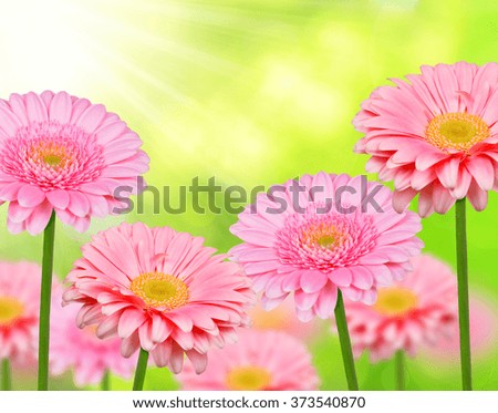 Pink gerbera flowers on natural green background. Spring season.