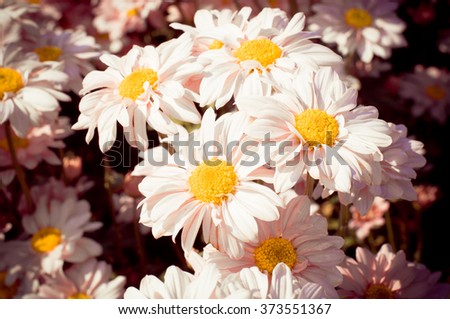 White chrysanthemum flower with  old dark pink color filter