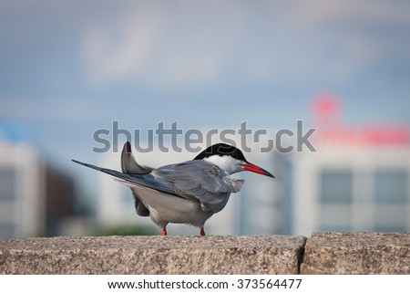 Tern on urban background