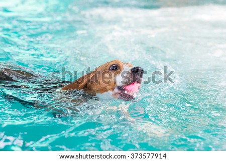 Young beagle dog  period toy in the water pool