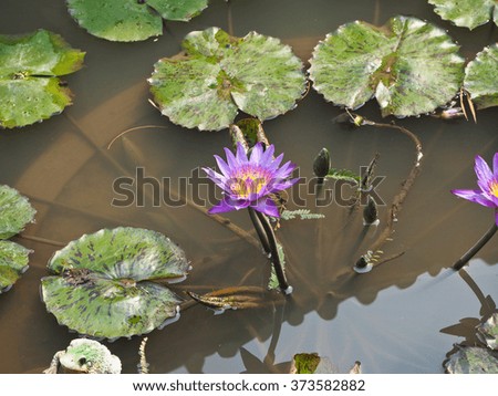 The violet Lotus is blooming in the pond.