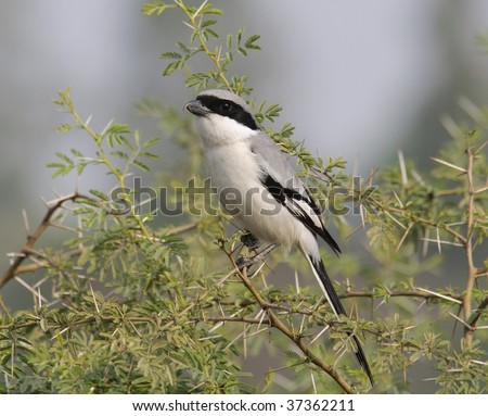 Southern Grey Shrike Lanius meridionalis Royalty-Free Stock Photo #37362211