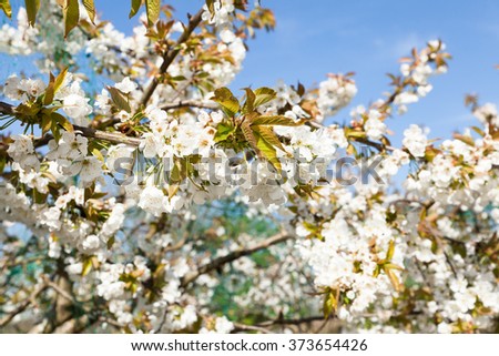 flowering cherry branch on a blue sky