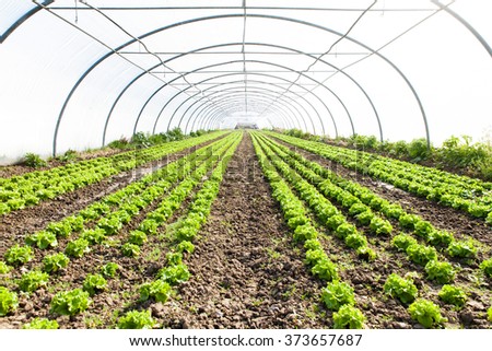 culture of organic salad in greenhouses Royalty-Free Stock Photo #373657687