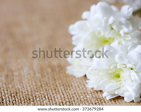 High resolution close-up photo of white flower. Shallow DOF( Depth of field), abstract style