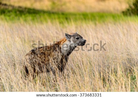 Hyena in the grass in the Moremi Game Reserve (Okavango River Delta), National Park, Botswana