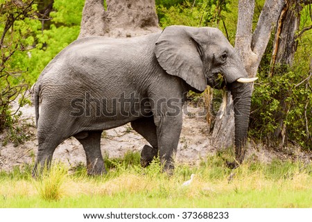 Beautiful Elephant in the Moremi Game Reserve (Okavango River Delta), National Park, Botswana