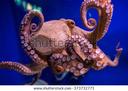 Common octopus in large sea water aquarium Royalty-Free Stock Photo #373732771