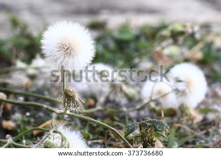 THE Dandelion inside and The sidewalk on evening. In-Thailand.
