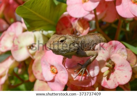 close up chameleon on pink flower in garden