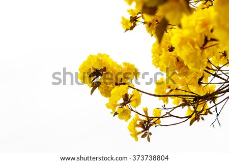 Yellow tabebuia flower blossom on white background
