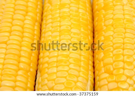 Close up view of fresh corn grain
