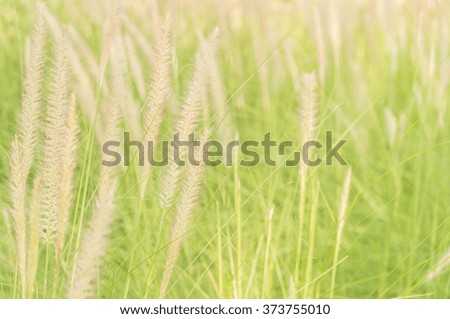grass flower - soft focus with vintage effect picture style