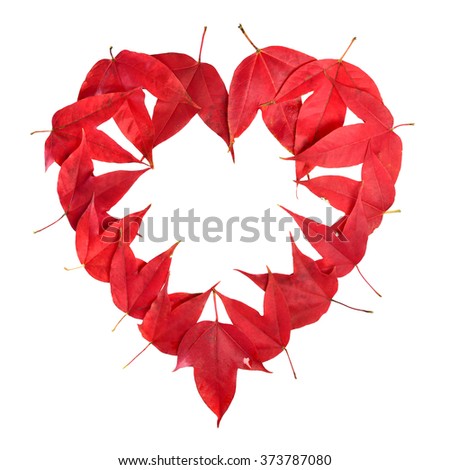 picture frame from the heart-shaped maple leaf red isolated on white background. This has clipping path.