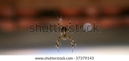   Cross spider in its web
