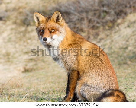 A full resolution portrait of a posing red fox male in natural environment. The beautiful wild animal of the wilderness. Shred looking in the camera. One of the most grace wood inhabitant