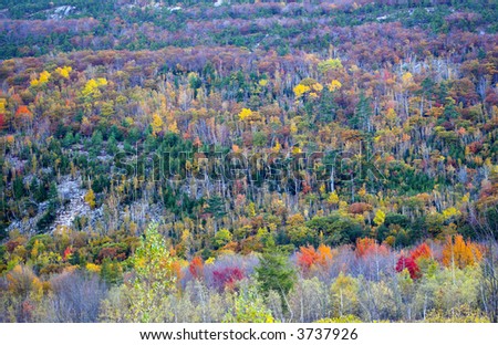Fall foliage colors and details in Acadia National Park in Maine, New England, during their famous Autumn