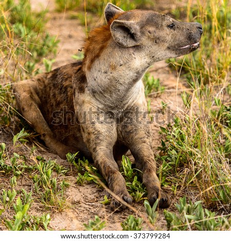 CLose view of a hyena in the grass in the Moremi Game Reserve (Okavango River Delta), National Park, Botswana