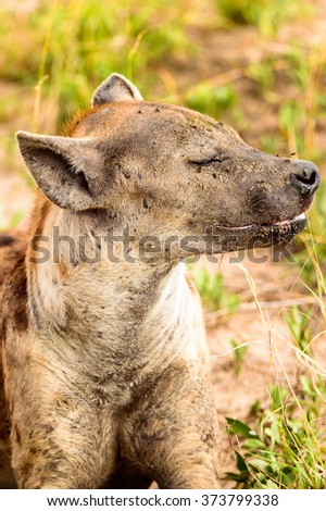 CLose view of a hyena in the grass in the Moremi Game Reserve (Okavango River Delta), National Park, Botswana
