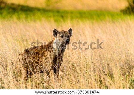 Hyena in the grass in the Moremi Game Reserve (Okavango River Delta), National Park, Botswana